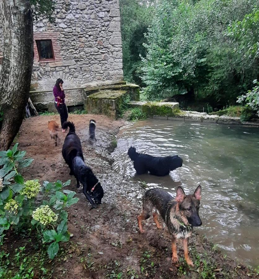 Posada Pet Friendly El Molino De Cantabria Entrambasaguas (Entrambasaguas) Exterior foto